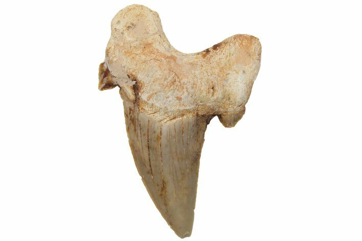 Fossil Shark Tooth (Otodus) - Morocco #211896